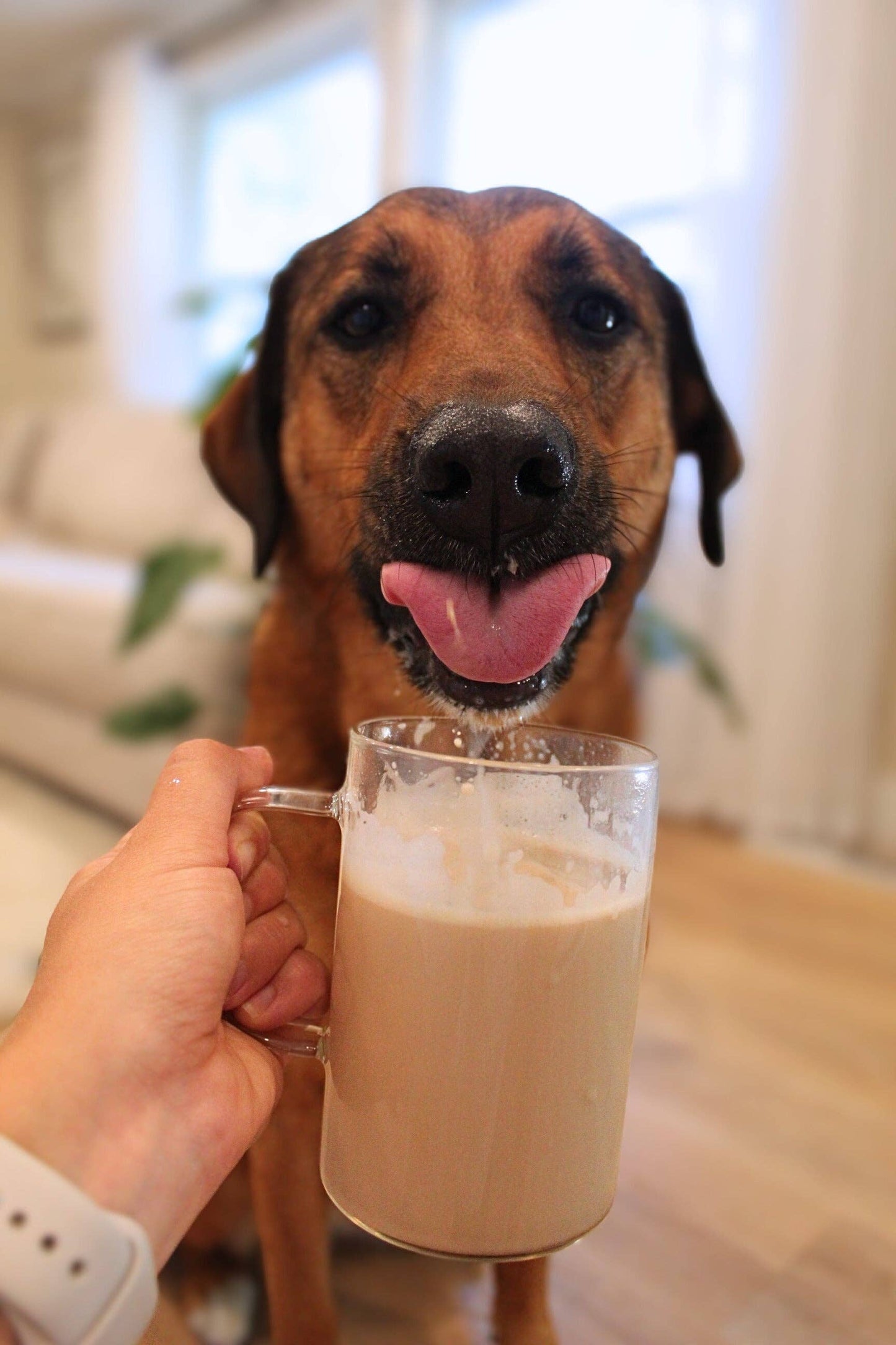 Caramel Latte Instant Dog Coffee